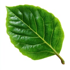 Vibrant green leaf with detailed veins on a clean white background