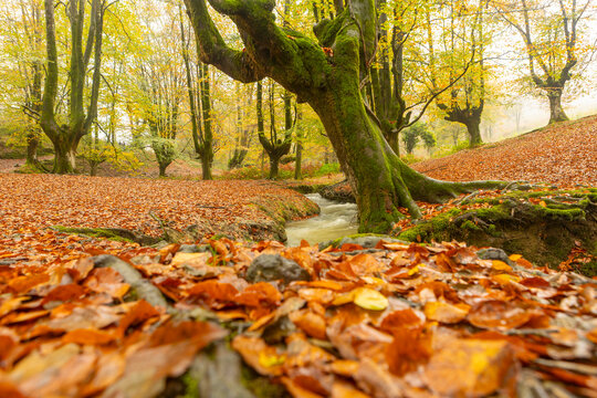 Autumn scenery in Gorbea Natural Park, Basque Country