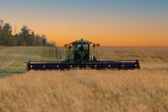 Spirit River, AB, Canada - July 19, 2025: John Deer W150 Windrower swather is cutting fescue in the agricultural field along the bush in summer. Golden sunset light.