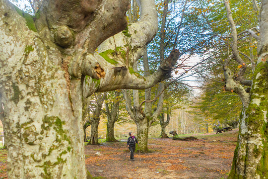 Woman hiking amidst autumn trees in Gorbea Natural Park