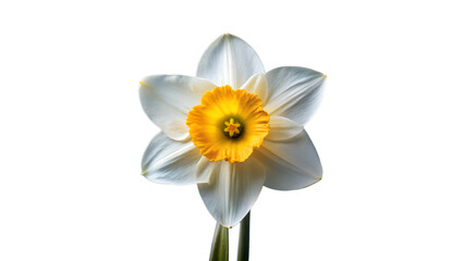 daffodils isolated on white