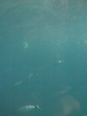 Unterwasserbild im Meer mit sichtbaren Fischen