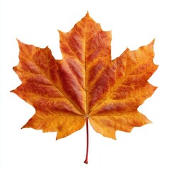 Vibrant orange and red maple leaf isolated on white background