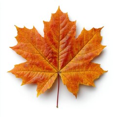 Vibrant orange maple leaf isolated on white background