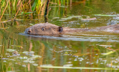 Danish beaver in northern Jutland swimming in the river 2024