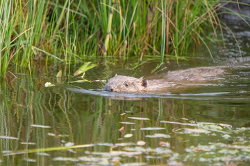Danish beaver in northern Jutland swimming in the river 2024