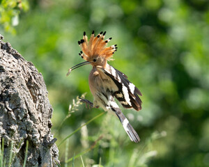 Eurasian Hoopoe