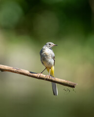 Grey wagtail 