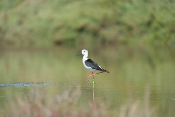 Black-winged stilt