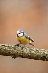 blue tit on a branch