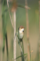 Eurasian reed warbler 