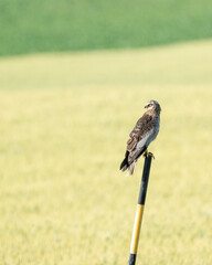 Western marsh harrier