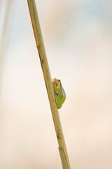 frog on a branch
