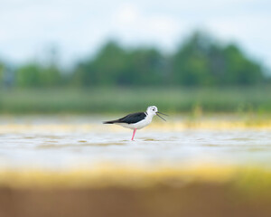 Black-winged stilt