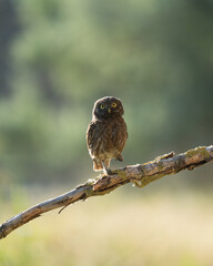 Little owl