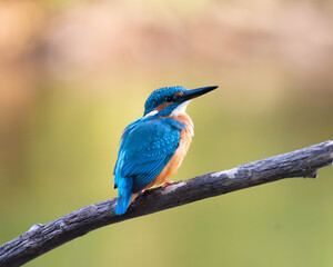 Kingfisher