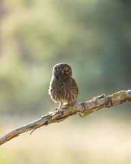 Little owl