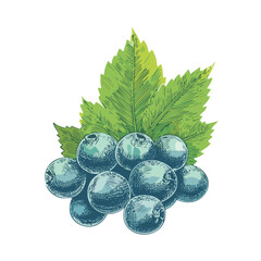 A single botanical element a wild berry cluster with a curling leaf rendered in ultra-high-quality woodcut engraving style