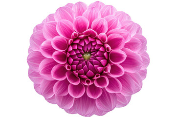 Vibrant pink dahlia flower with intricate petal arrangement isolated on transparent background
