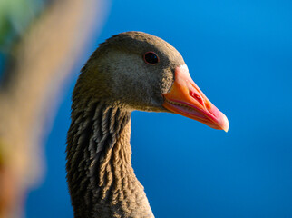 portrait of a goose