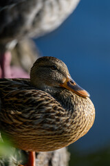 female mallard duck waiting