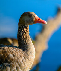 goose on the water close up