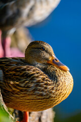 female mallard duck close up