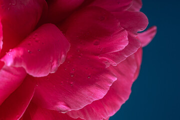 Bright pink peonies on a dark blue background