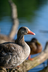 goose on the water
