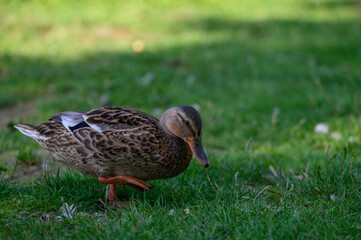 duck on the grass