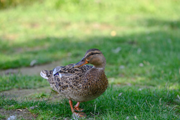 duck in the grass