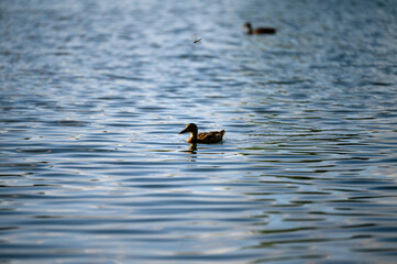 ducking swimming in the lake