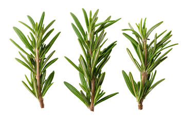 Fototapeta premium Close-up of three sprigs of fresh rosemary