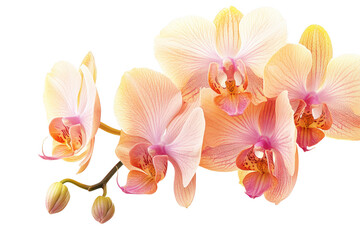 Delicate peach and pink orchid blossoms with buds on a stem isolated on transparent background