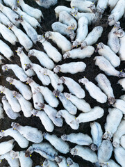 A flock of Latxa sheep seen from a drone in the mountains of Burgos, between the Merindad de Montija and the Losa Valley in the Merindades region. Burgos, Castile and Leon, Burgos, Spain