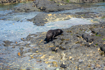 Otter Exploring Rocky Tide Pools