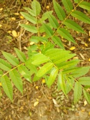 green leaves in autumn