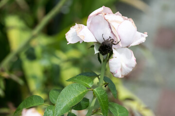 A Oriental flower beetle (Protaetia orientalis sakaii) on the rose.
