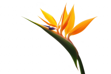 Vibrant orange bird of paradise flower with green stem isolated on transparent background