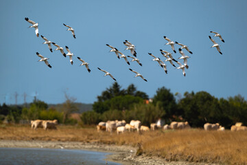 Avocette élégante, Recurvirostra avosetta, Pied Avocet, Marais Breton, Vendée, 85, France