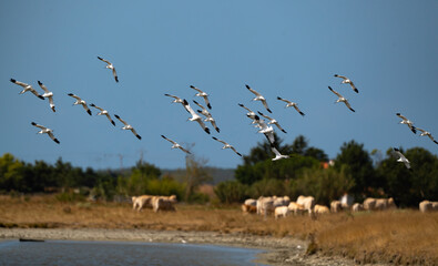 Avocette élégante, Recurvirostra avosetta, Pied Avocet, Marais Breton, Vendée, 85, France