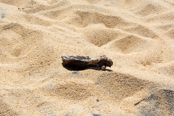 Driftwood on Sandy Beach