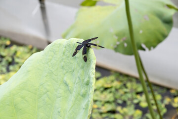 A beautiful dragonfly (Rhyothemis regia).