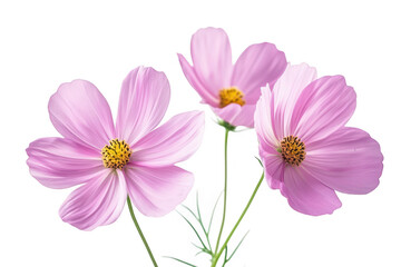 Delicate pink cosmos flowers with yellow centers and thin green stems isolated on transparent background