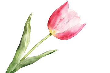 A delicate pink tulip with green leaves and stem presented isolated on transparent background