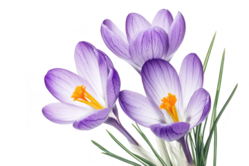 Three delicate purple and white crocuses with vibrant orange centers bloom gracefully isolated on transparent background