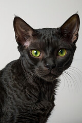 Studio Portrait of Black Devon Rex Cat on White Background