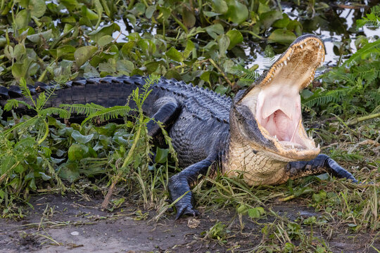 American alligator with wide open mouth, in swamp water