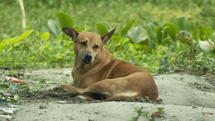 Indian native stray dog lying on the muddy ground
