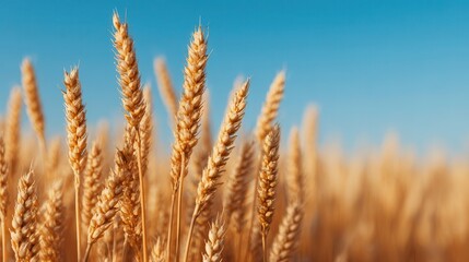 Fototapeta premium A field of golden wheat stalks sways gently under a clear blue sky, symbolizing abundance and harvest.